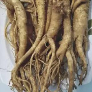 국산 슈퍼 도라지 씨앗 작물 품종 산채 종자 1000립