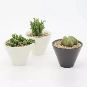 [알티피아]도자기 화분 다육이 식물 분갈이 인테리어 소품