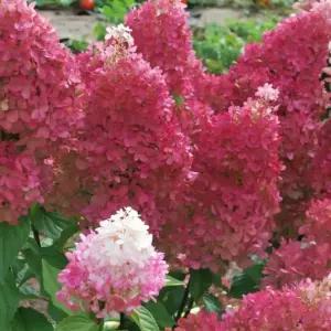 쁘띠 시리즈 3종 유럽목수국 야생화 정원수 조경 포인트식물 C03