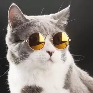 강아지 고양이 선글라스