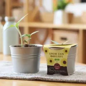 그로우캔 미니해바라기