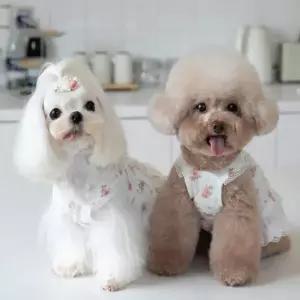 강아지 원피스 반려견 나시 여름 홈웨어 1P