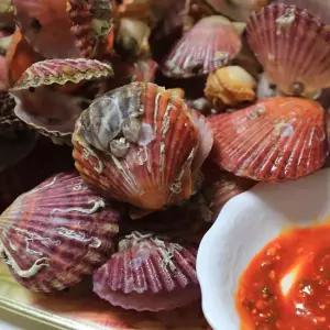 [더프레시] 통영 홍가리비 2kg 40-50미 달큰한 가리비 조개구이 캠핑