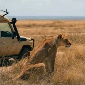 세렝게티 3박 4일 그룹 롯지사파리