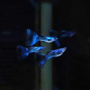 [힘찬열대어] 일렉트릭 모스크 블루 EMB 구피 1쌍