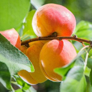 살구나무 묘목 왕살구나무 3년생 결실주