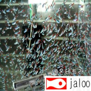 생먹이 자루 네온테트라 50마리~ 