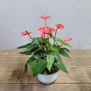 행복한꽃순이/미니안시리움/빨강