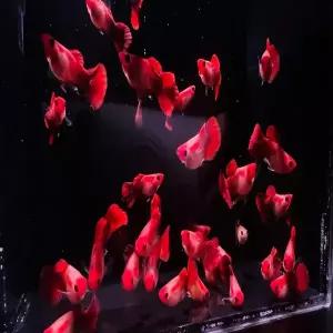 코이글라스벨리 숏바디 구피 (젊은성어 한쌍)