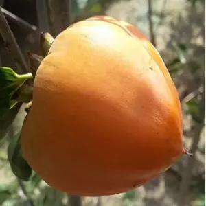 야오끼 감 왕대봉 접목 묘목