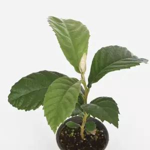 마이플랜트 비파 소형 2개 관엽식물 조경수 정원수 조경 묘목 나무키우기