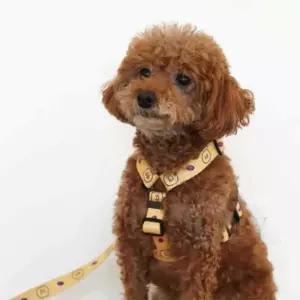 일비 춘식이 H형 하네스 강아지가슴줄 하네스목줄