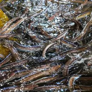 [소스포함] 당일바리 통영 바다장어 1kg