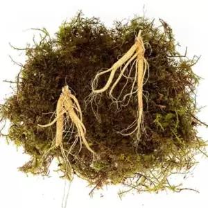 [햇살맞춤]산지직송 자가경작 풍기인삼 난발삼 750g 뿌리수랜덤 생삼 삼우리