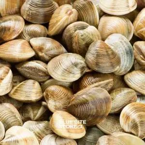 자숙 냉동 피바지락 500g 손질 해감 세척 봉골레 파스타용