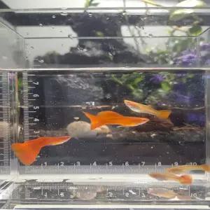 (아쿠아네스트) 알비노풀레드 암3수2 고정구피 열대