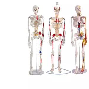 교육용 뼈모형 해부학 전신 골격모델 척추 교구 정형외과 의학 해골표본
