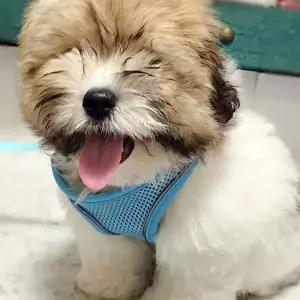 H형 강아지 하네스 산책줄 리드줄 애견 가슴줄 중형견 소형견