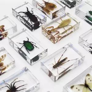 장수풍뎅이 표본상자 농원 박스 곤충박제 모형 케이스 실험 수집용 표본 학습용 관찰 벌레