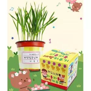 학습교재 식물 성장과정 관찰 새싹키우기 씨앗키트 재배 과학실험