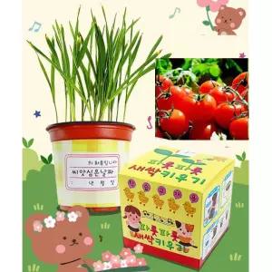 유아과학 책임감 성장 관찰실험 토마토 새싹키우기 식물모형 디테일