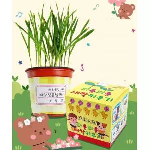 초등 탐구과학 성장과정 관찰 무순씨앗 새싹키우기 자연 식물기르기