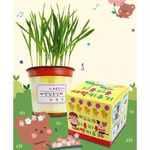 초등 체험실습 단계별 성장관찰 강남콩 새싹 씨앗심기 수업용 과학