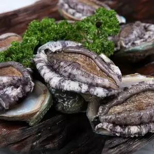 완도바다 미역과 다시마를 먹고 자란 활전복 1kg(11-12미)