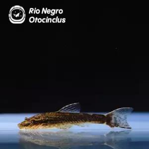 리오네그로 오토싱/ 열대어/ 5마리/구피합사가능