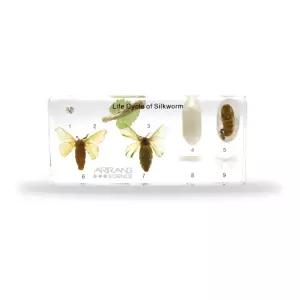 누에 한살이 레진 곤충표본 알/고치/번데기/나방/실크