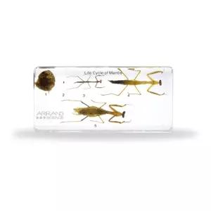 사마귀 한살이 레진 곤충표본 알집/알/유충/성체 관찰