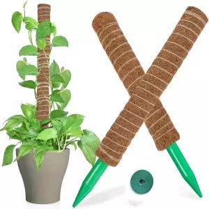 몬스테라 수태봉 지지대 지주대 식물 식물고정 야자