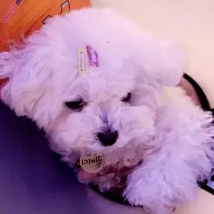 [JHL6O0S7_51CM]머리핀 사각 똑딱핀 5P (29889519)