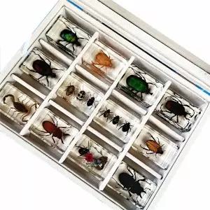 레진 곤충 표본 전갈 아크릴 사각형 초등과학 교구 거미