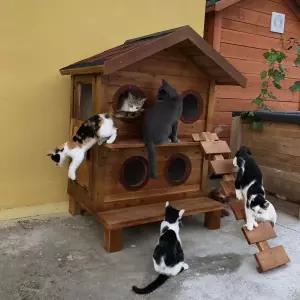 야외 고양이집 실외 빌라 숨숨집 겨울집 캣타워 길고양이 보온 강아지 원목 하우스