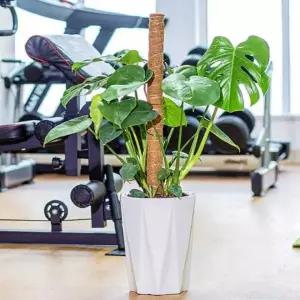 식물 지지대 1m 코코넛봉 몬스테라 고정대 꽃 지지대