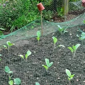 방조망 2x10m 새그물 참새그물 블루베리망 농작물 보호망