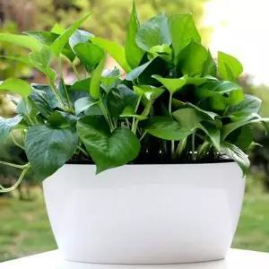 [콩심팥심]자동급수 화분 베란다 텃밭 상추 토마토 미니 화분 세트