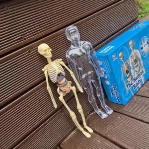 해부학 인체모형 조립 키트 교구 투명케이스 포함