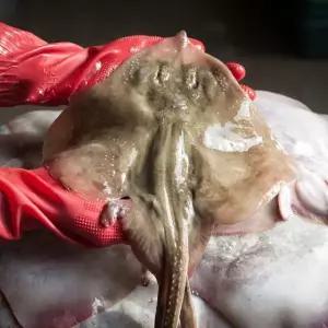 국내산 급냉 간재미 1kg 내외