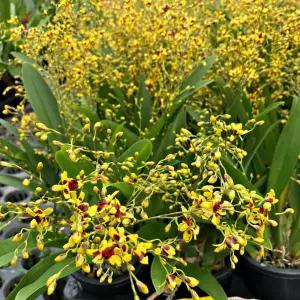 모종파는곳 난 환타지아 중형 중품 화분 꽃 온시디움 댄싱걸 서양난 서양란 식물 난초 색상랜덤 향기난