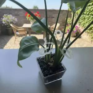 [셀러에이드]식물 정리 몬스테라 줄기 식물지지대 화분 지지대