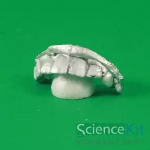 치식 알지네이트 치아 모형 만들기 12인세트