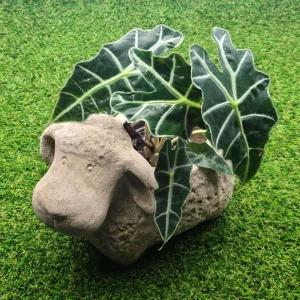 테라원 빈티지 아쿠아 동물 토분 어린 양 30x22cm인테리어화분 깔끔한 거실 개업축하 식물키우기 반려 홈가