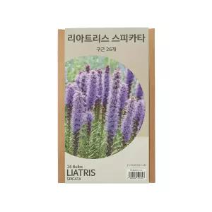 리아트리스 구근  X 2 구근식물 꽃모종 야생화 봄꽃종류