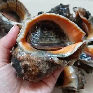 녹동수산 국내산 참소라1kg(4~8미내외)