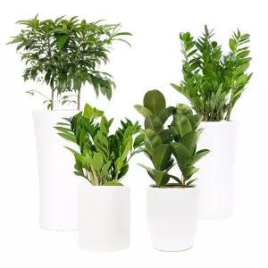 바로플라워 집들이 축하선물 개업식 공기정화식물 관엽식물