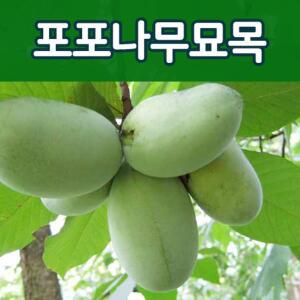 [태영원예묘목]포포나무묘목/유실수.과실수.실생묘