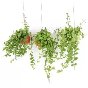 미니화분 디시디아(그린)