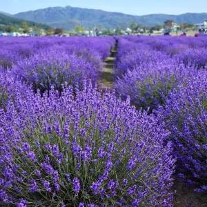 향기강한 라벤더모종포트 묘목 잉글리쉬라벤더 보라빛 허브 관상 식물 정원조경수 (목하원예조경)